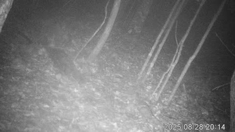 A Racoon