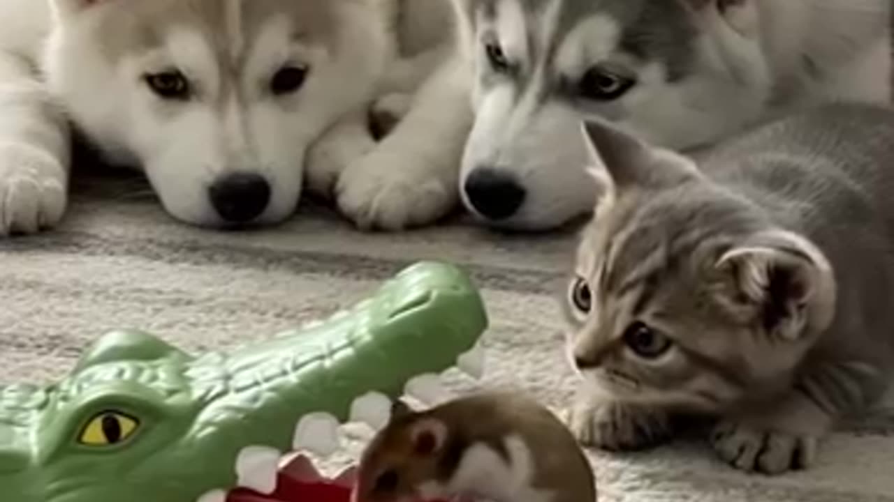 I got it, guys!!! a hamster said