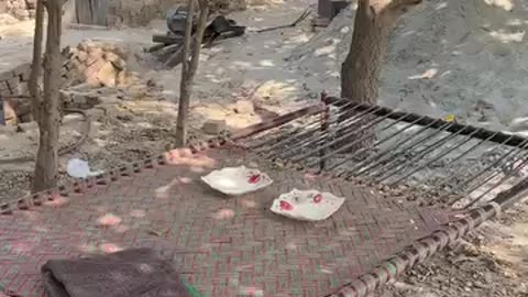 The Lion🤫 wait 4 end🤣