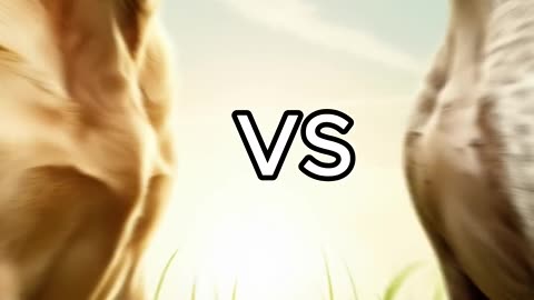 Rottweiler Puppy vs Pitbull puppy ( German Shepherd, Husky, Doberman, labrador retriever, Pointer).