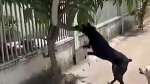 Dog vs Snake, Who will win? 🐍🐶