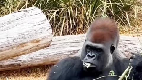সিলভারব্যাক গরিলা – জঙ্গলের রাজা 🦍Silverback Gorilla – King of the Jungle 👑