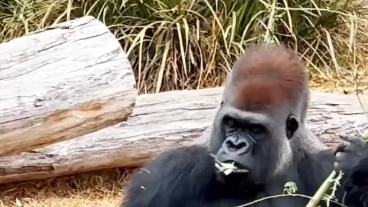 সিলভারব্যাক গরিলা – জঙ্গলের রাজা 🦍Silverback Gorilla – King of the Jungle 👑