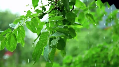 Rain Touching Leaves 🍃💧 | Nature ASMR | Soothing Monsoon Vibes 🌧️