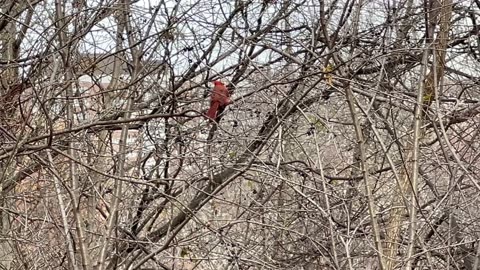 Male Cardinal in December
