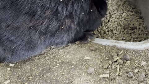 🐇 little hops, tiny nose wiggles, and endless cuteness — that’s how every day should look!