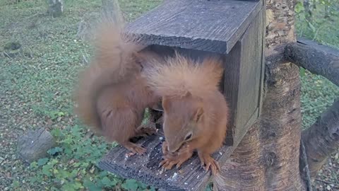 Happy squirrels snacking on nuts together 🥜🥜🐿🐿😍🥰❤