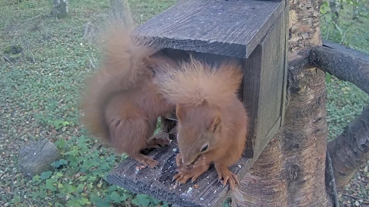Happy squirrels snacking on nuts together 🥜🥜🐿🐿😍🥰❤