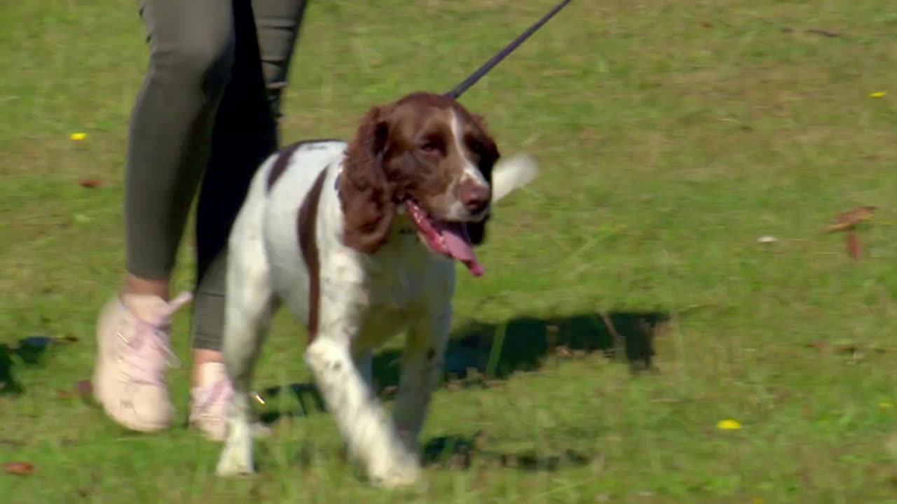 Mi Mascota y Yo - T03E11 - Scooby, el Perro Rastreador