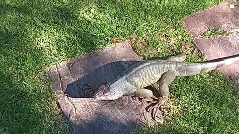 Green Iguana Summer Stroll...