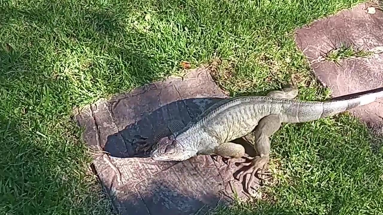 Green Iguana Summer Stroll...