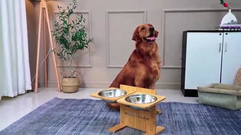 Pet Supplies Elevated Dog Bowls