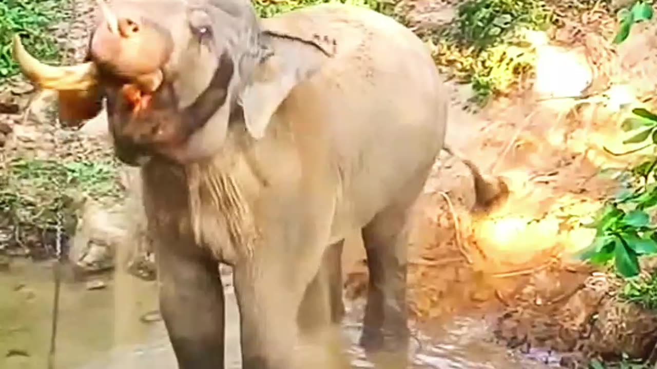 Elephant dance