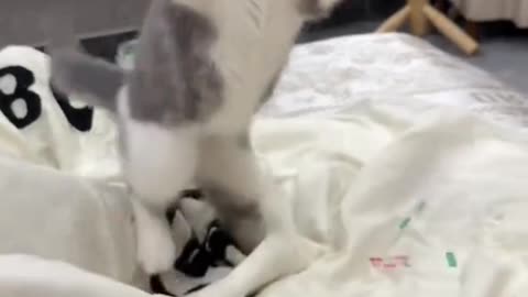 ​"You Won't Believe What This Cat Did! 🙀"