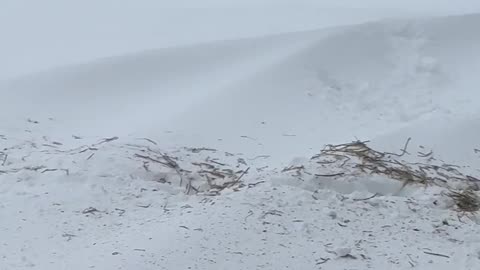 Baby Cow Bulldozes Himself Into Snow Pile