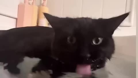 Bath with Love 🥰♥️🐈 – Funny Cats! Subscribe & Like for More Adorable Shorts!