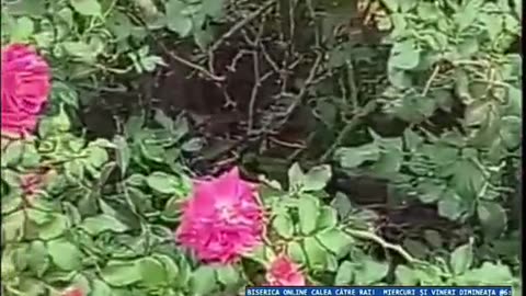 OLTEA HOZAN -SĂ POȚI IUBI- Autor Alexandra Raneta #caleacătrerai #poetry #editor Valentin Trif