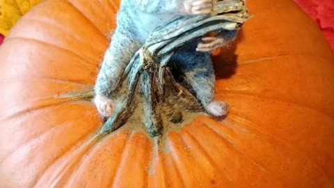 🎃 Haven’t decorated your room or living space yet?
