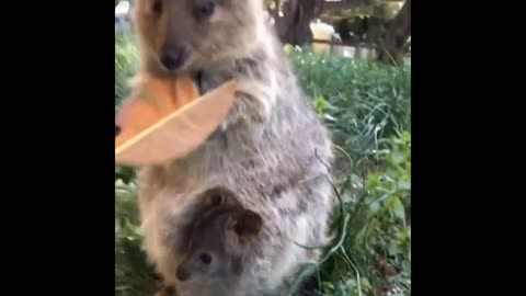 Funny Animals- - Best Of The 2025 Funny Animal Videos