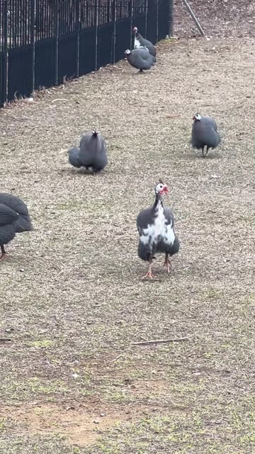 Just like cattle, but smaller and CRAZY!!!