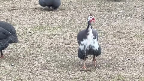 Just like cattle, but smaller and CRAZY!!!