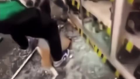 Diversity loots, destroys high trust society