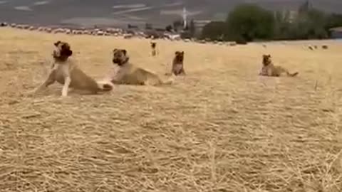 animals