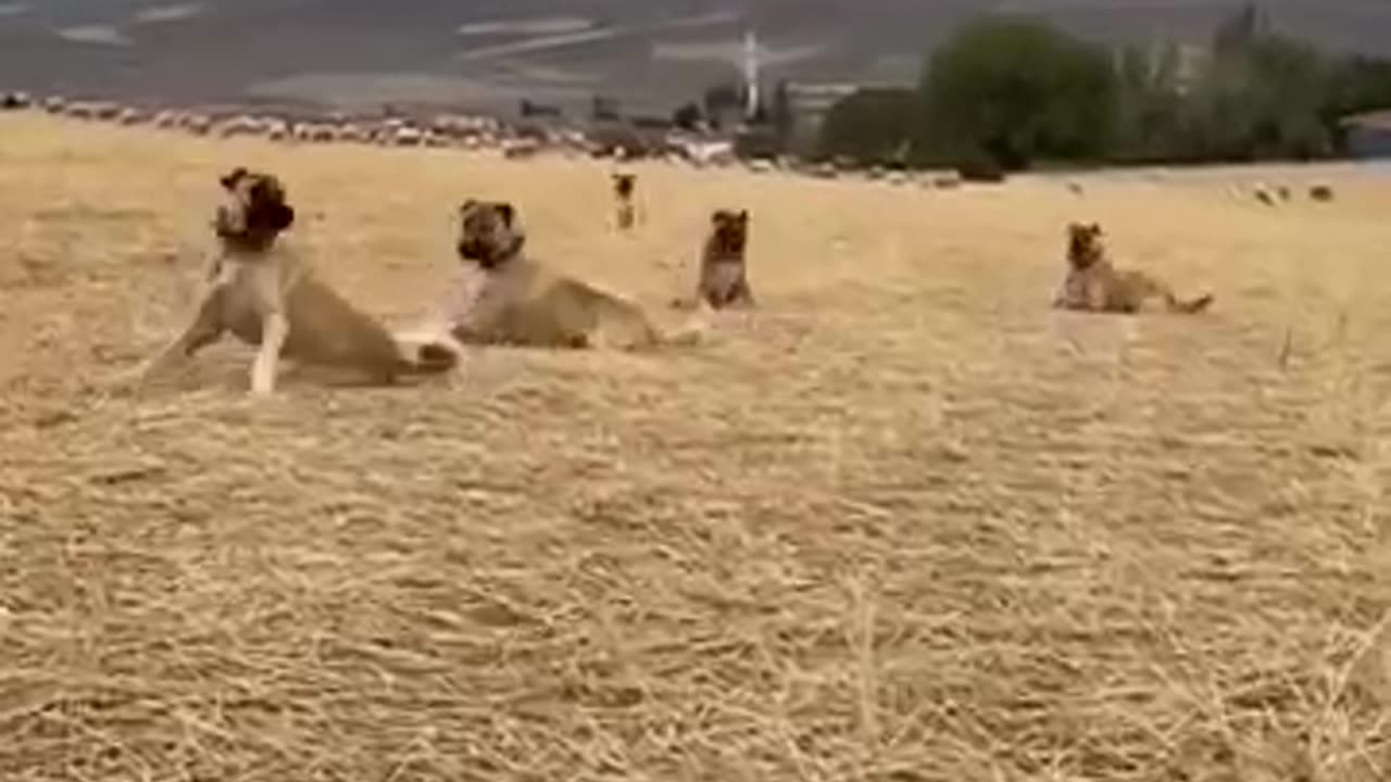 animals