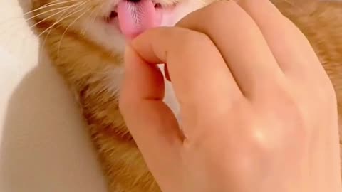 Cute Kitty