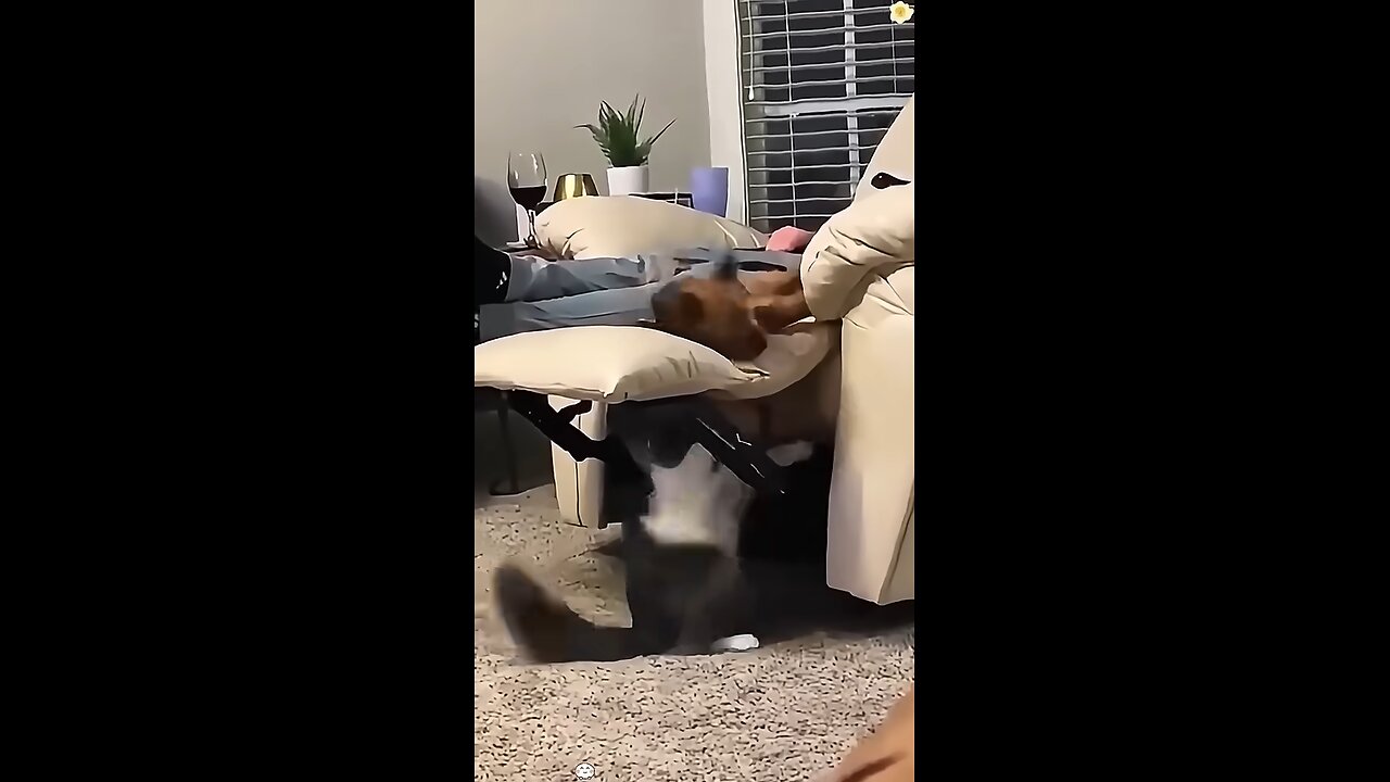 When you have both a dog and a cat at the same times #haha #funny #funnypet #funnyvideo