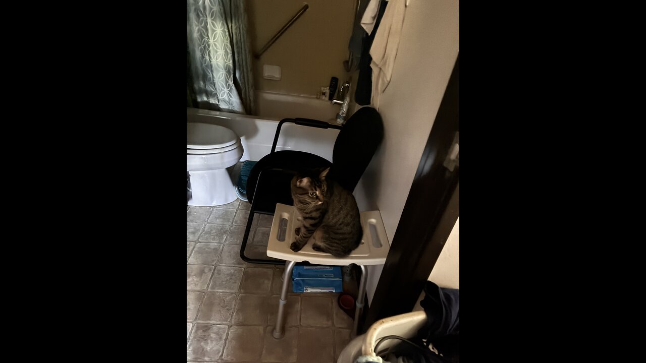 Cats in my Tree House