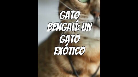 El gato bengalí_un gato exótico