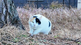 This calico cat is so cute, it comes running to me with joy when it sees my face