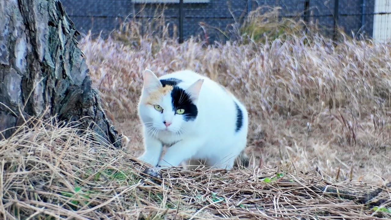 This calico cat is so cute, it comes running to me with joy when it sees my face