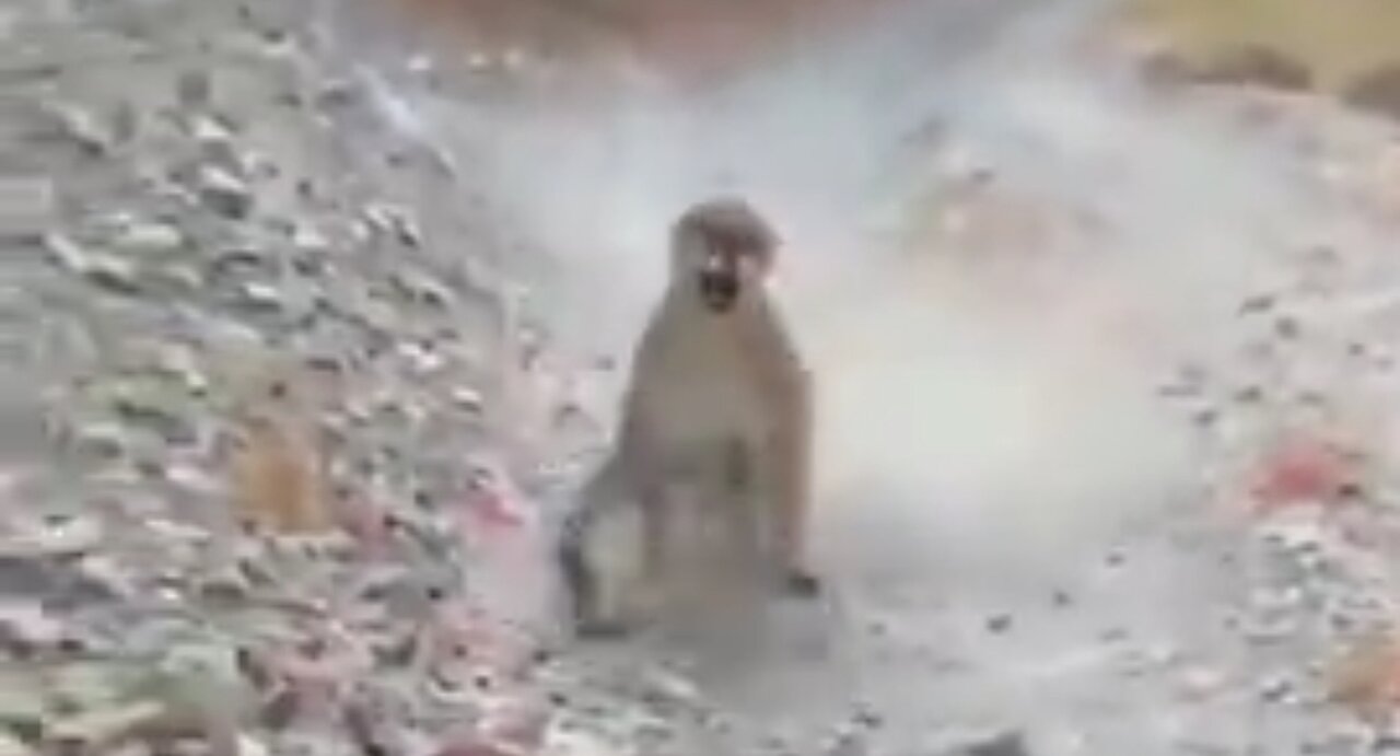 COUGAR STALKS & THREATENS MAN RUNNING ON TRACK FOR OVER 6 MINS 😲