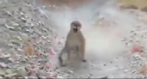 COUGAR STALKS & THREATENS MAN RUNNING ON TRACK FOR OVER 6 MINS 😲