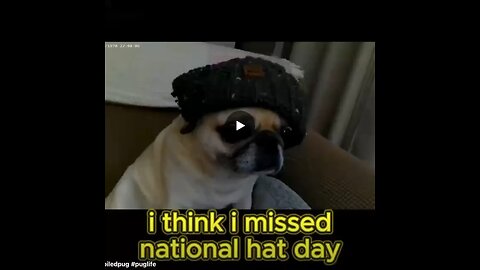 Oscar’s sporting hats #pugs #puglife #spoiledpug