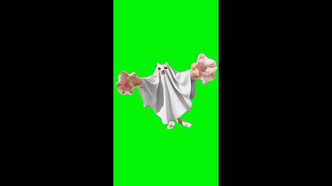 Spooky Blegh Cat | Green Screen #cats #halloween #gato #catmeme #fyp Original video by @cleecloomou