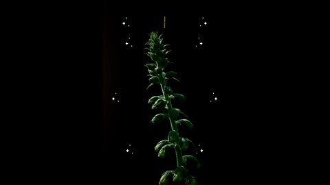 Surah AlBaqarah Ayat 21-25 #islam #viralvideos #islamicreminders #prophetmuhammadsaw #hadeesenabvi