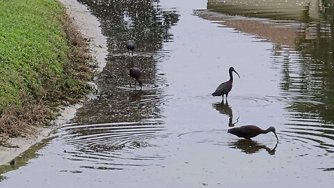 Florida Birds