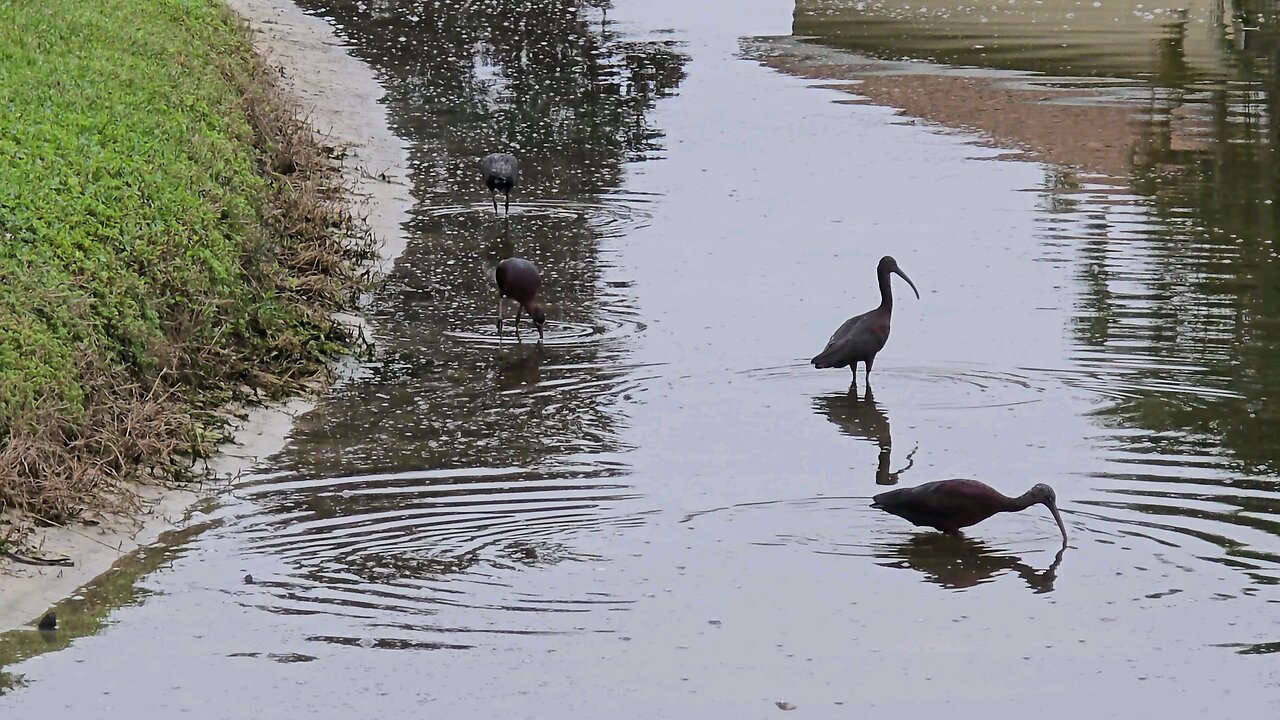 Florida Birds