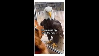 Love All Life Always #389 - Such A Merging Of Beautiful Souls, Eagles, Dog, And Human. Love Wins!