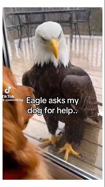 Love All Life Always #389 - Such A Merging Of Beautiful Souls, Eagles, Dog, And Human. Love Wins!