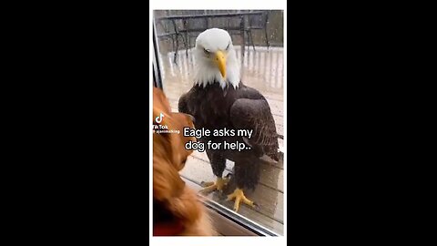 Love All Life Always #389 - Such A Merging Of Beautiful Souls, Eagles, Dog, And Human. Love Wins!