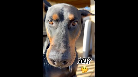 Doberman Meets the Traxxas XRT: Vader Knows Big Fun Is Coming