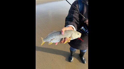 Southern California Surf Fishing Report 12 26 25
