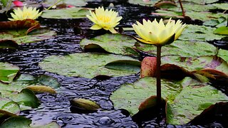 PUT YOUR FEET UP THIS WEEKEND: UNWIND SIT BACK & RELAX, MELT YOUR STRESS RAIN INSECTS & FROGS SOUNDS