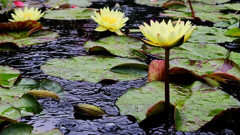 PUT YOUR FEET UP THIS WEEKEND: UNWIND SIT BACK & RELAX, MELT YOUR STRESS RAIN INSECTS & FROGS SOUNDS