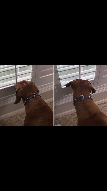 Curious dog opens blind to peek outside