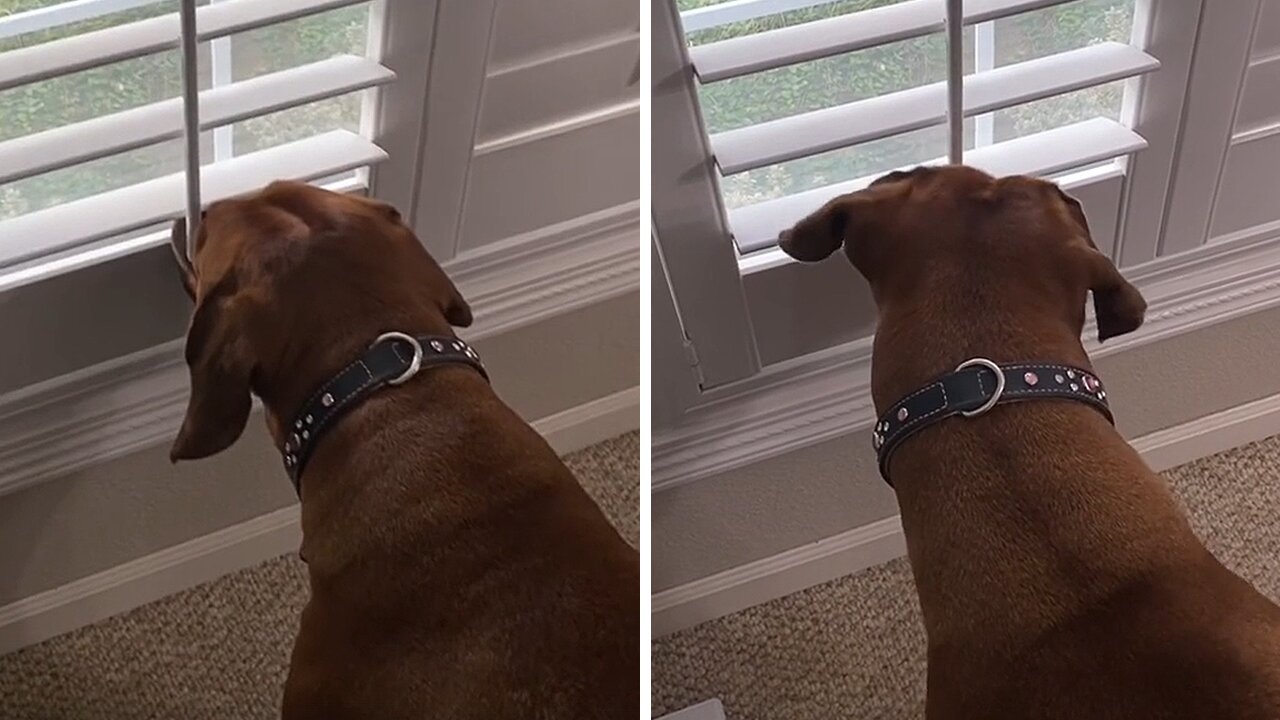 Curious dog opens blind to peek outside